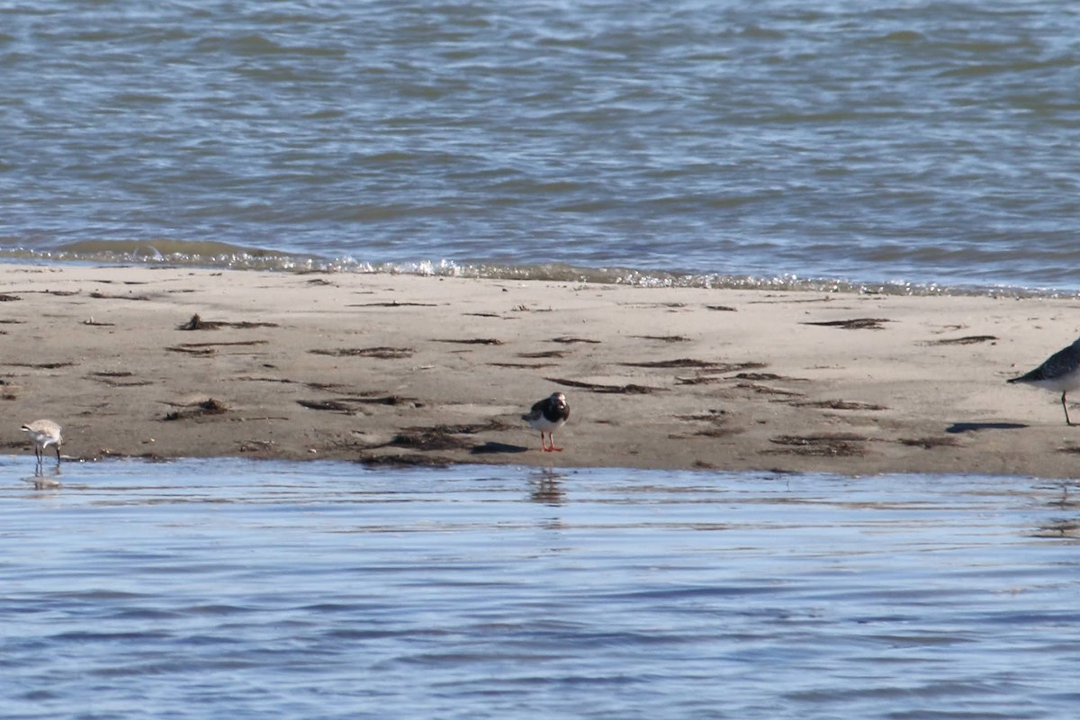 Taşçeviren - ML644582772