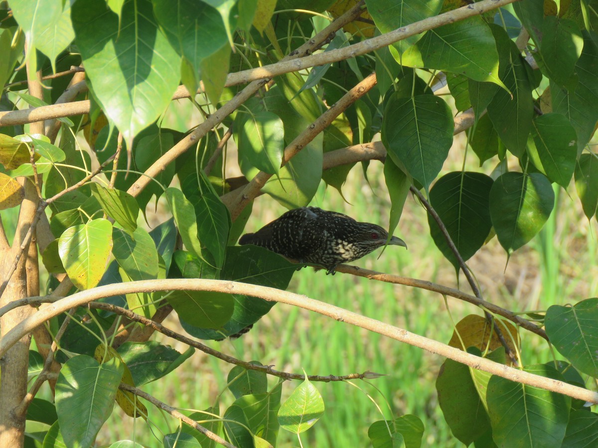 Asian Koel - ML644582774