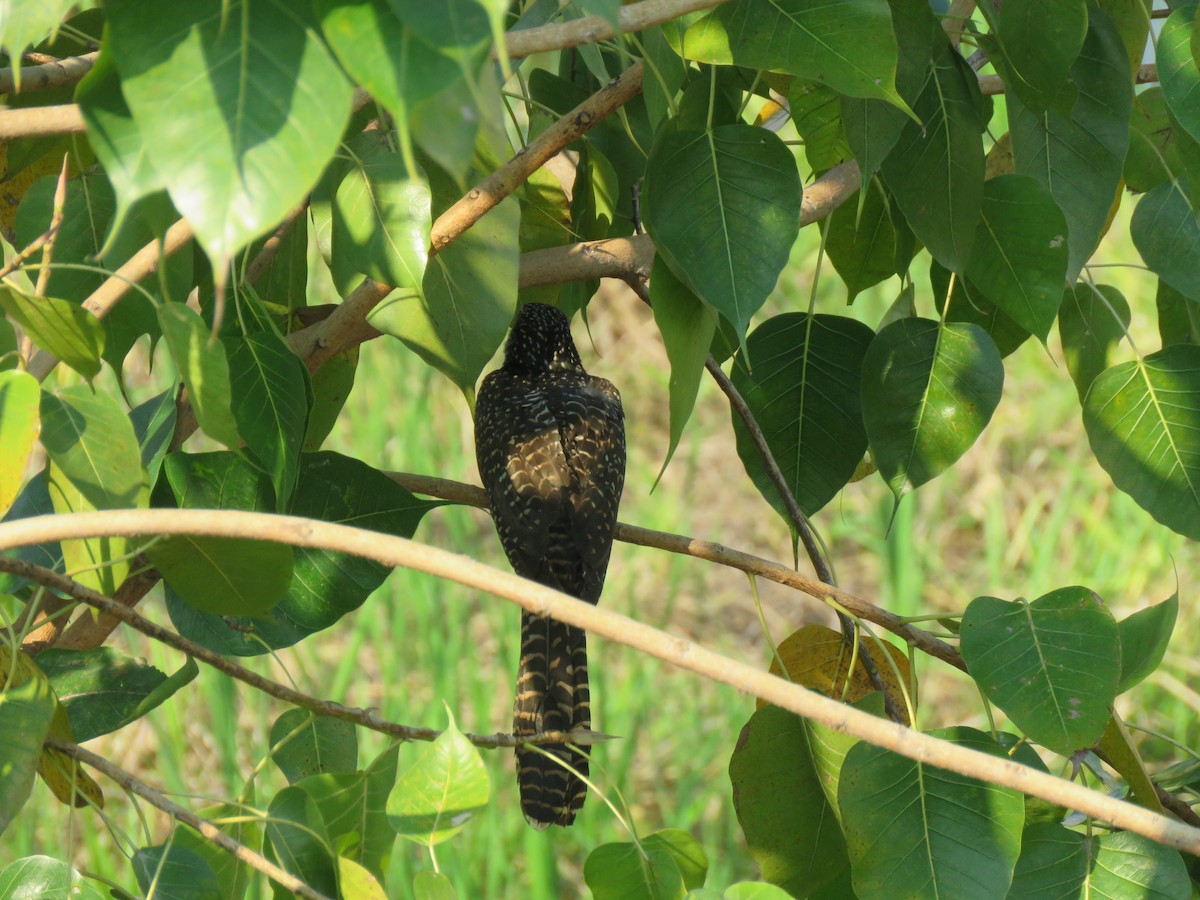 Asian Koel - ML644582775