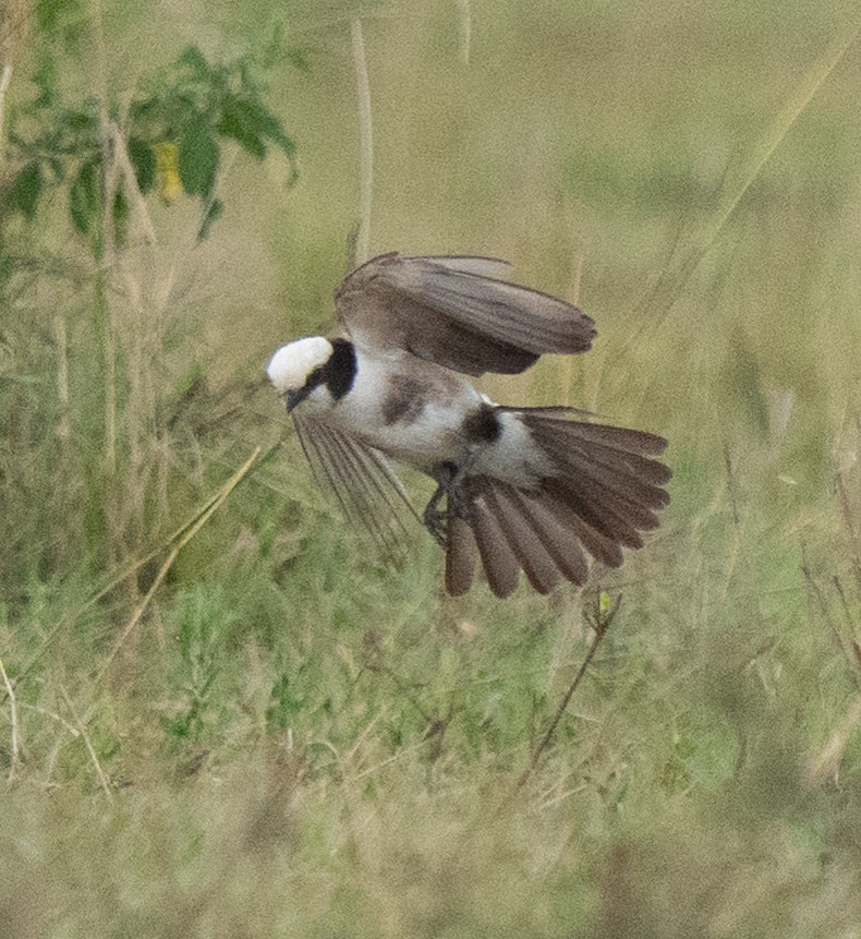 Devekuşu - ML644582776