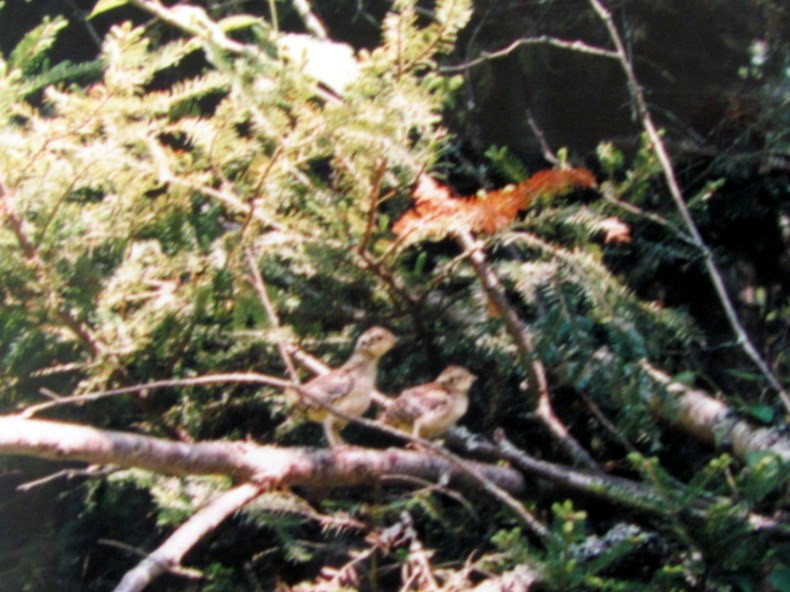 Amerika Ladin Tavuğu - ML644582777