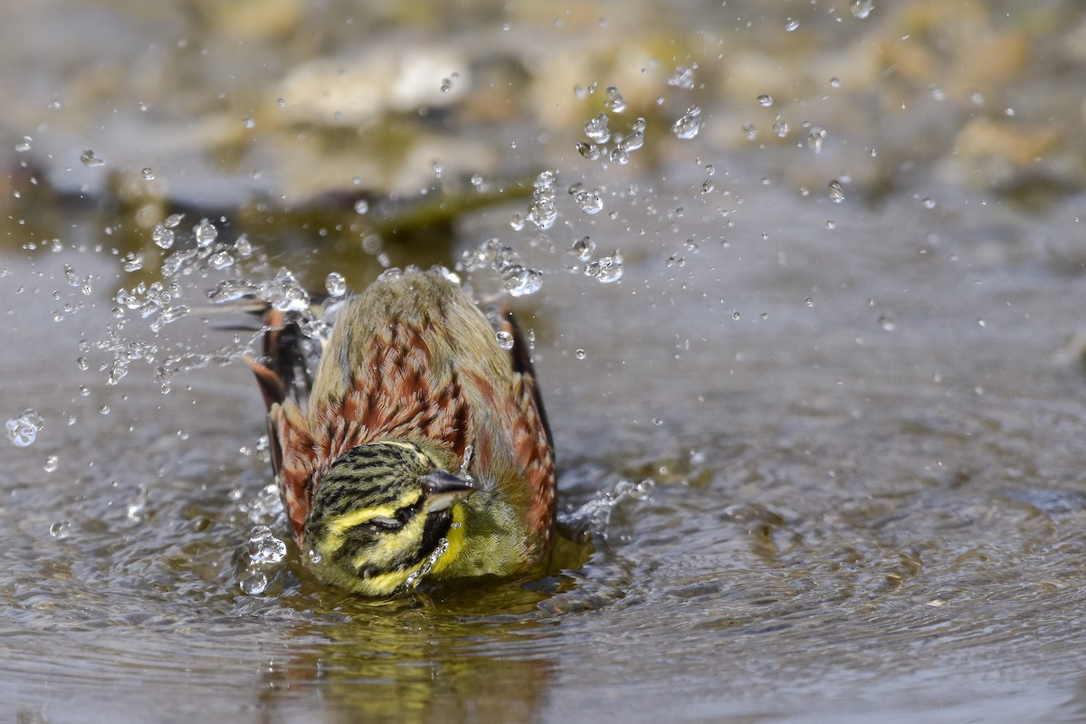 Bahçe Çintesi - ML644582778