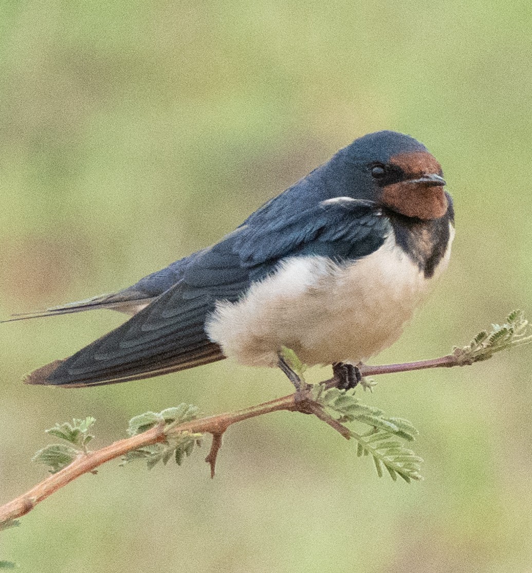 Devekuşu - ML644582779