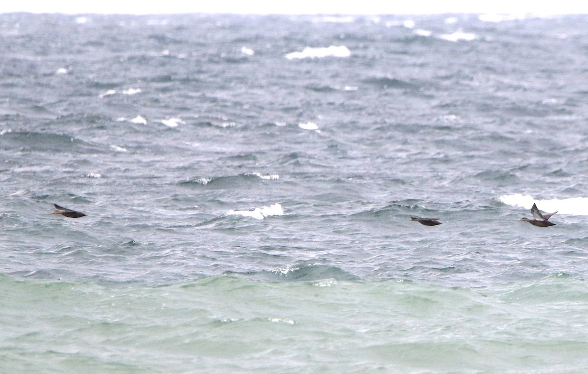 Esmer Ördek - ML644582781