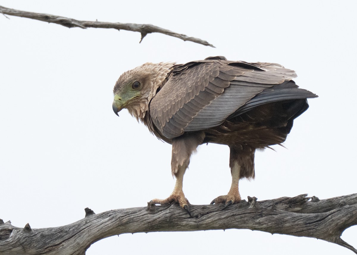 Devekuşu - ML644582782