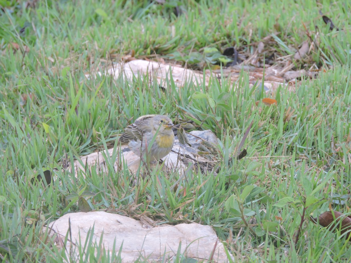 Safran İspinozu - ML644582784