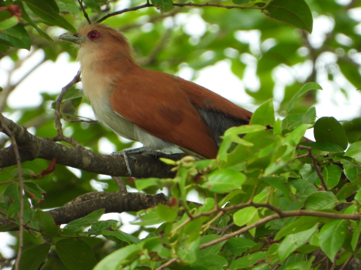 Sincap Guguğu - ML644582785