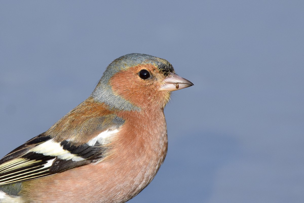 İspinoz - ML644582786