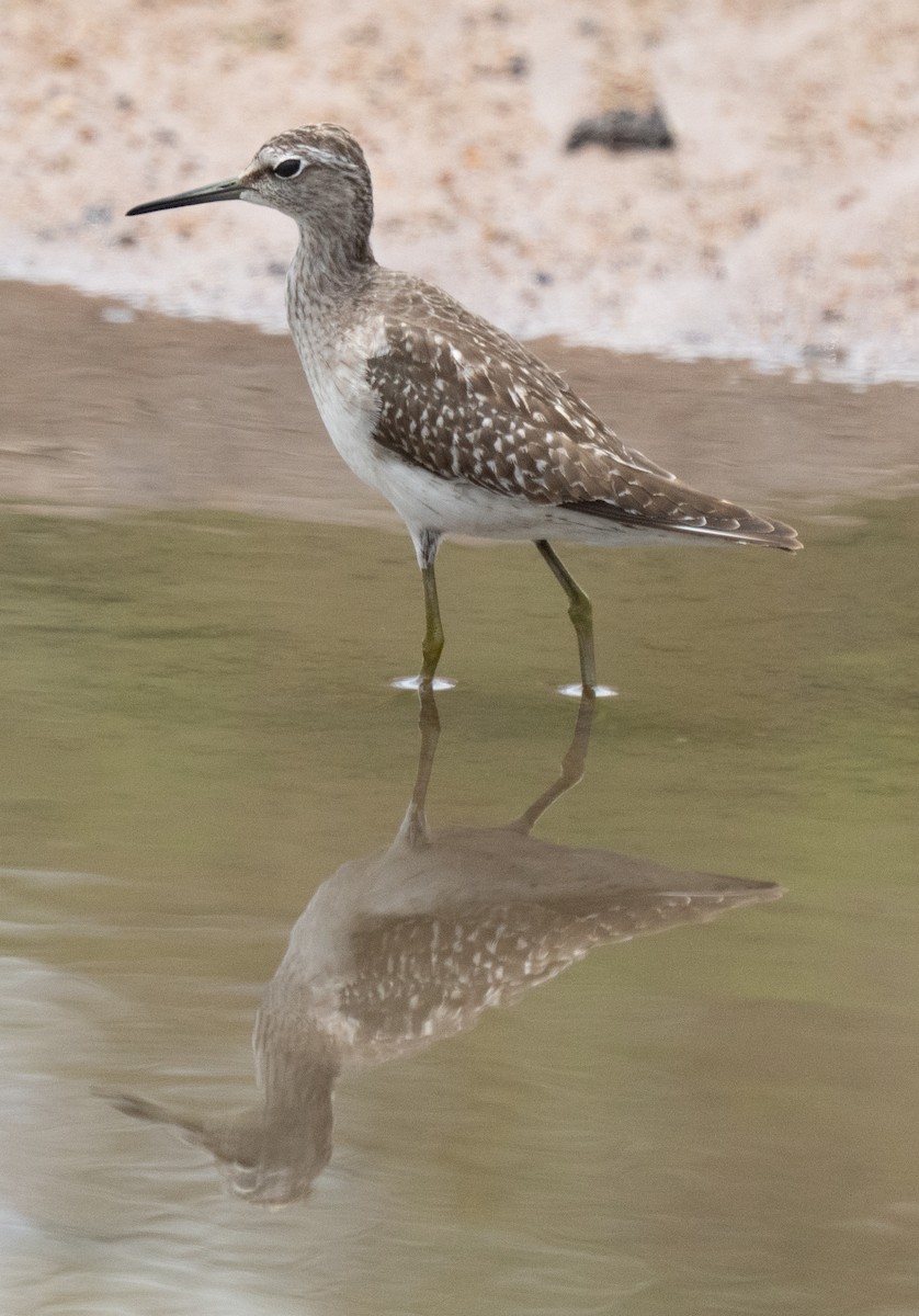 Devekuşu - ML644582787