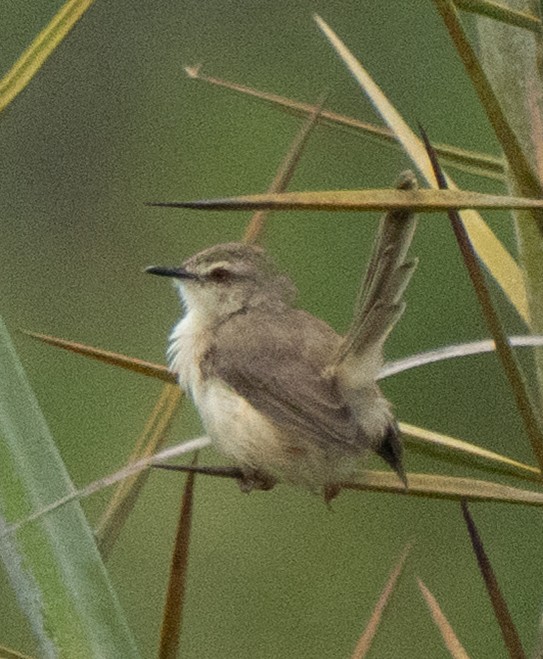 Devekuşu - ML644582788