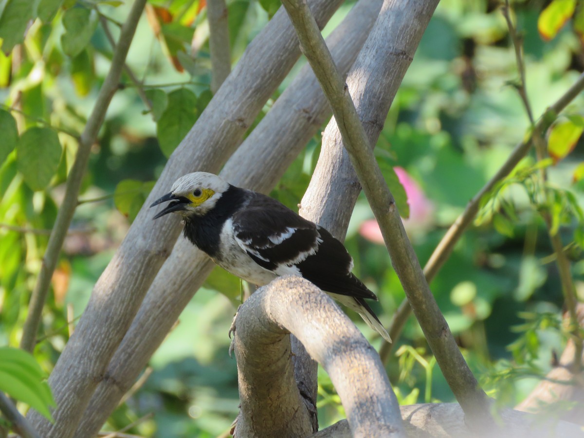 Black-collared Starling - ML644582789