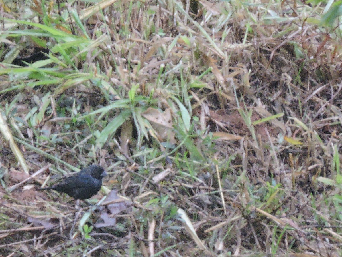 Blue-black Grassquit - ML644582792