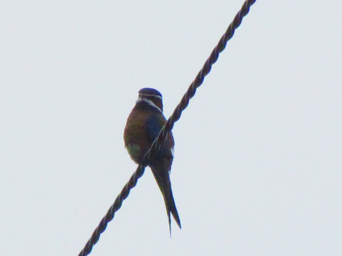Whiskered Treeswift - ML644582799