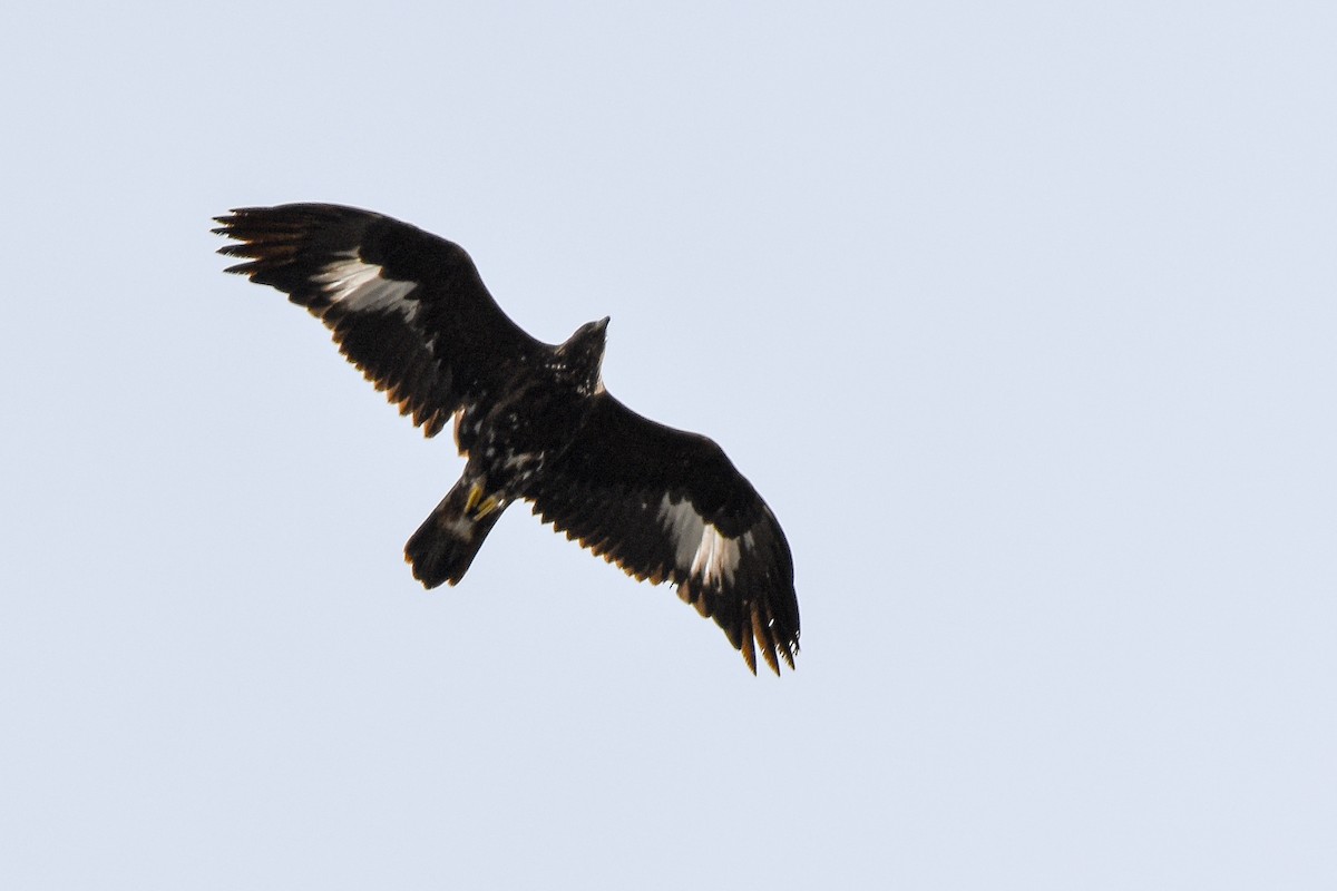 Golden Eagle - ML644582800