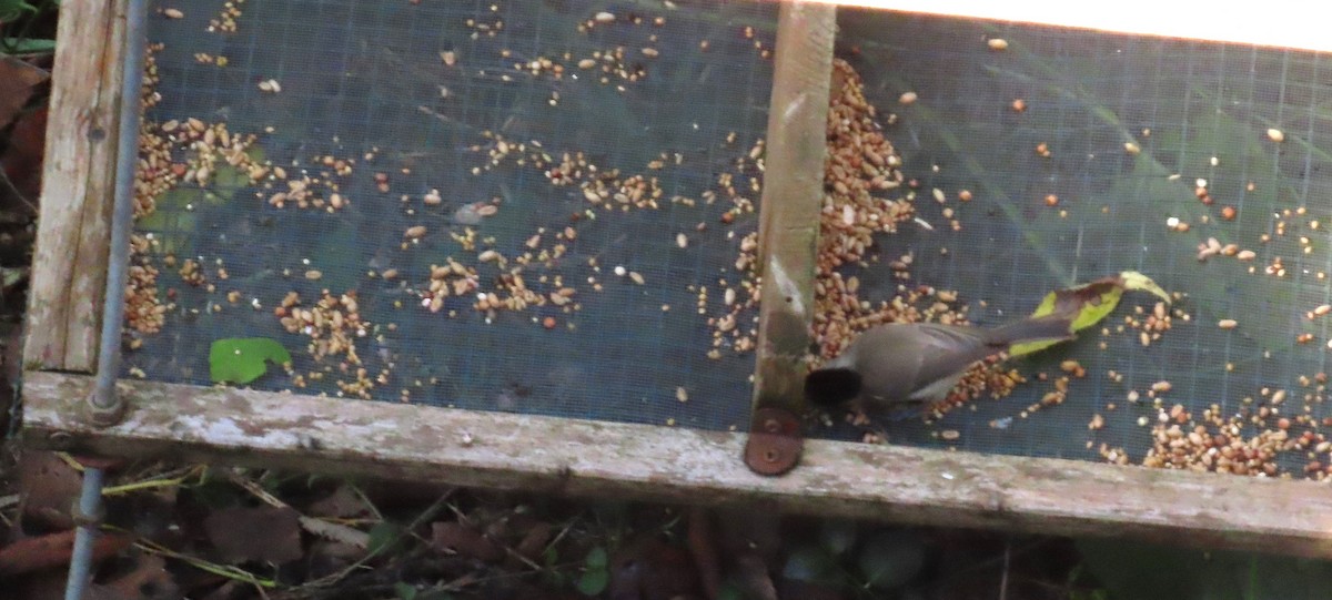 Marsh Tit - ML644582801