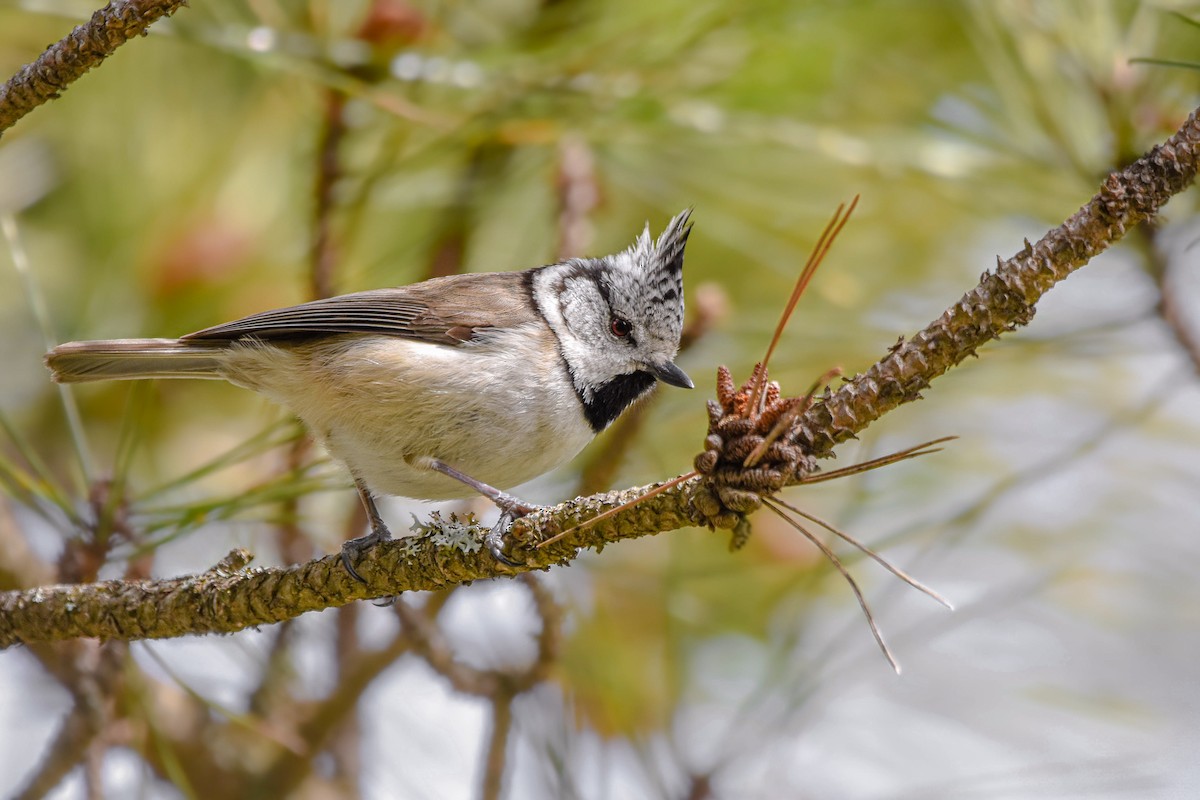 Crested Tit - ML644582811