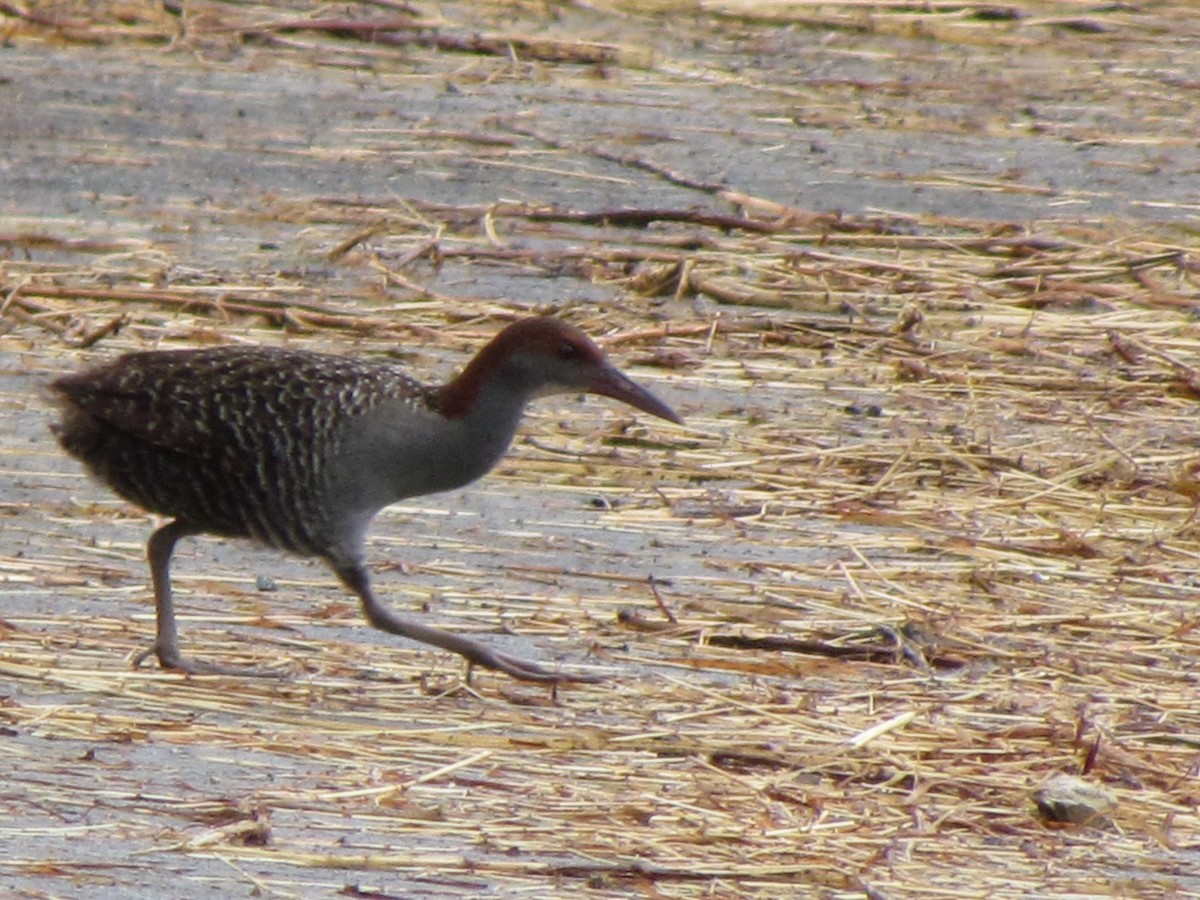 Slaty-breasted Rail - ML644582822