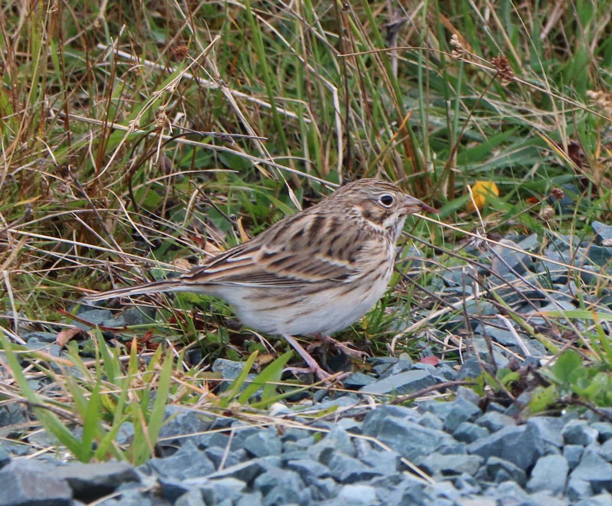 Vesper Sparrow - ML644582826