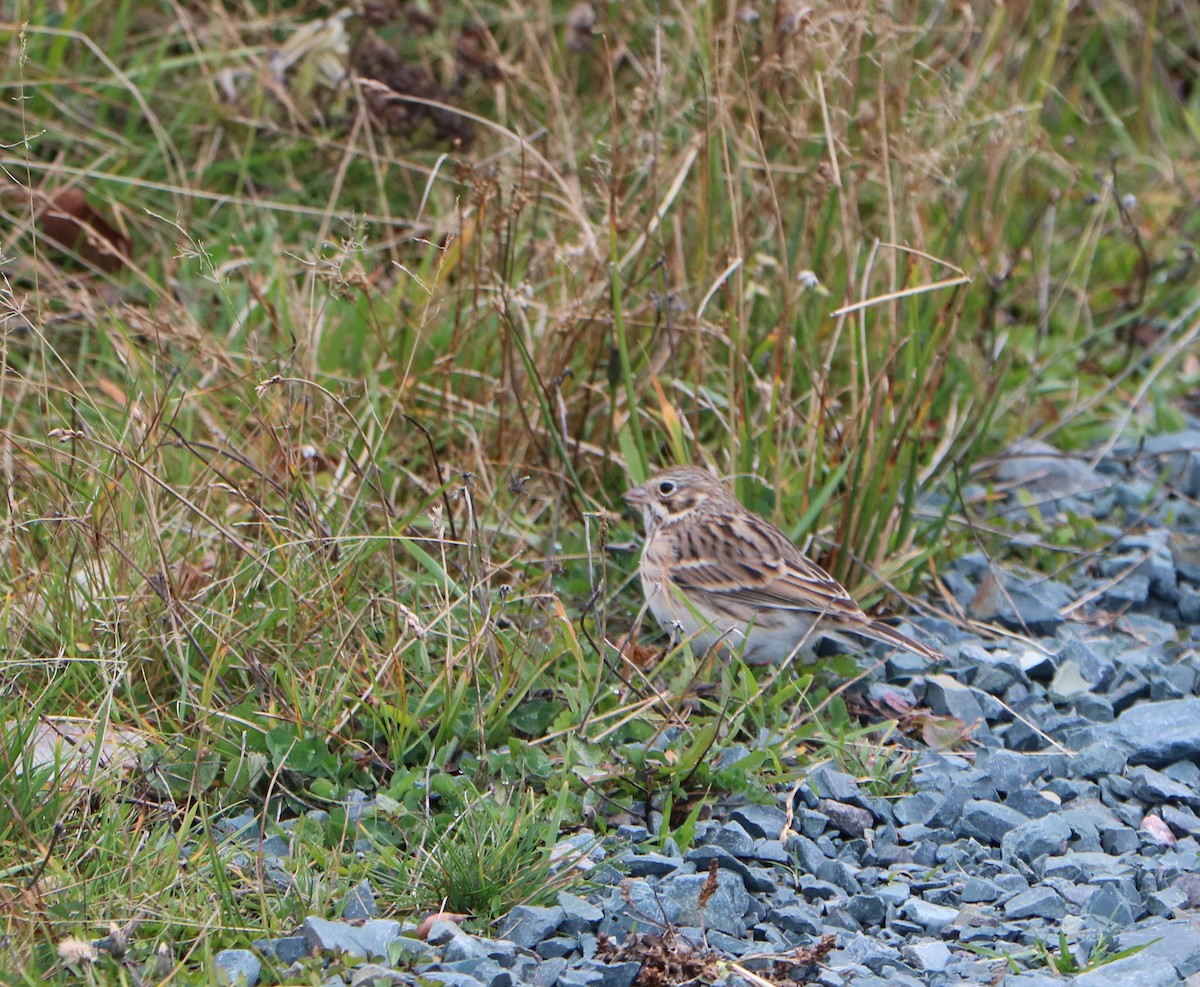 Vesper Sparrow - ML644582827
