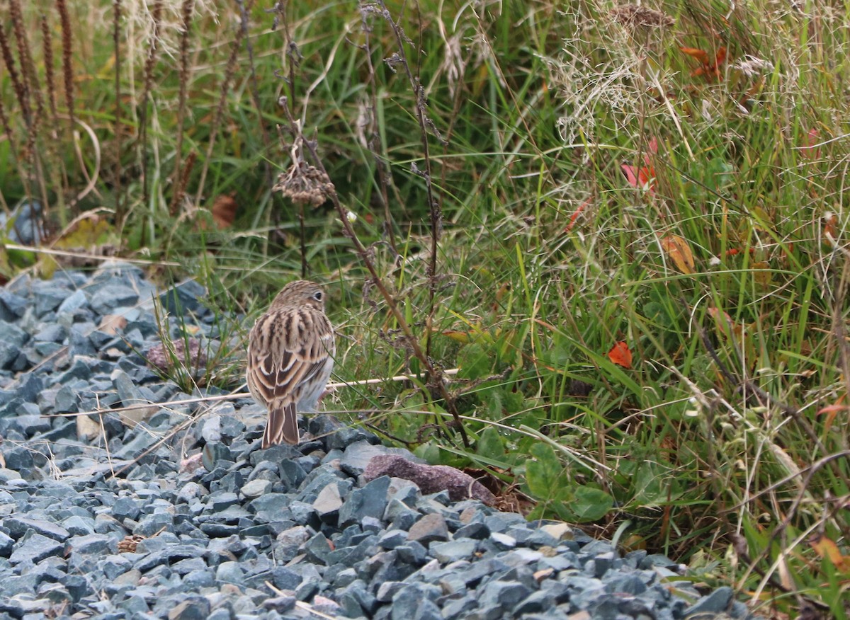 Vesper Sparrow - ML644582828