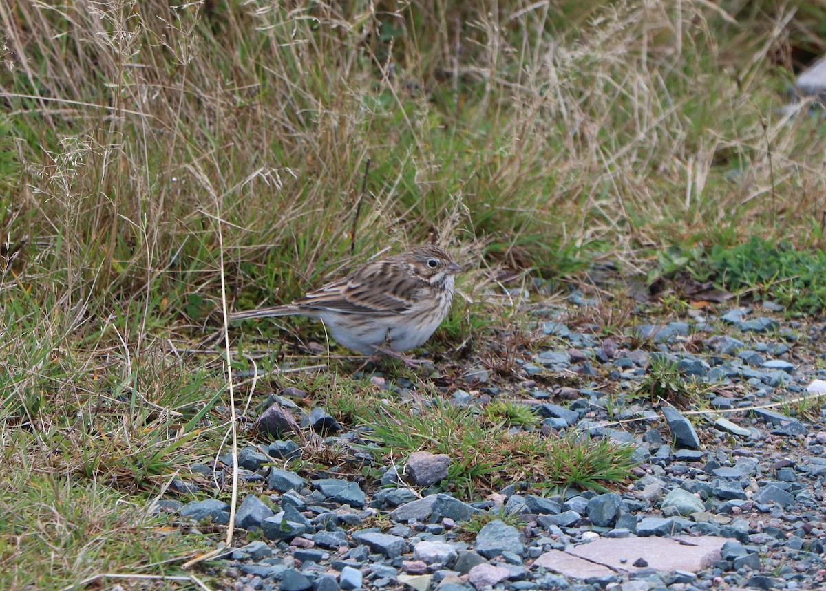 Vesper Sparrow - ML644582829