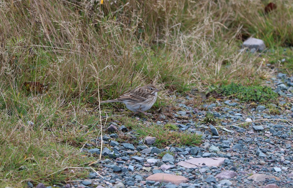 Vesper Sparrow - ML644582831