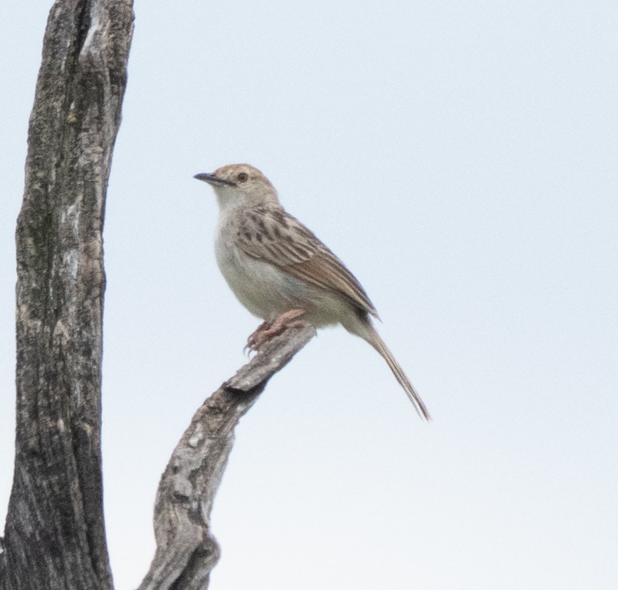 Rattling Cisticola - ML644582832