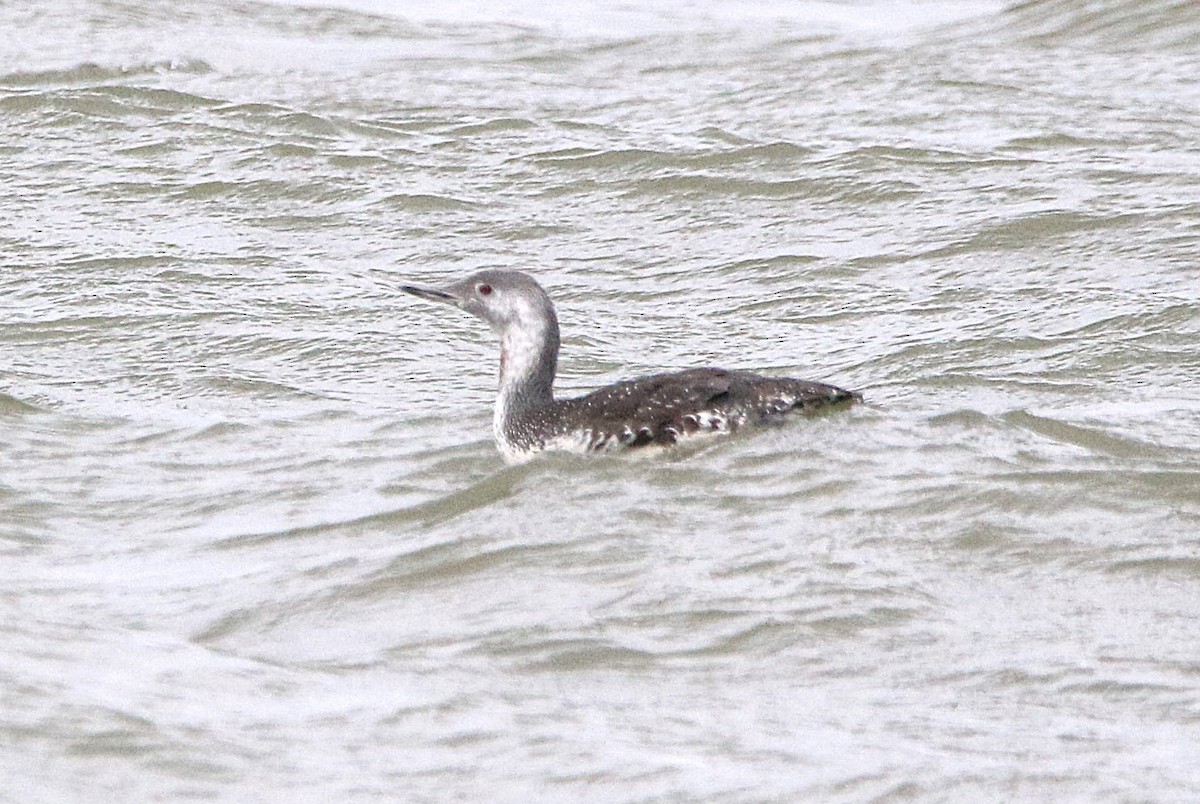 Plongeon catmarin - ML644582833