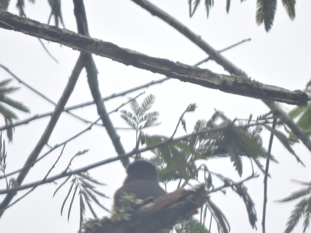 Crested Becard - ML644582835