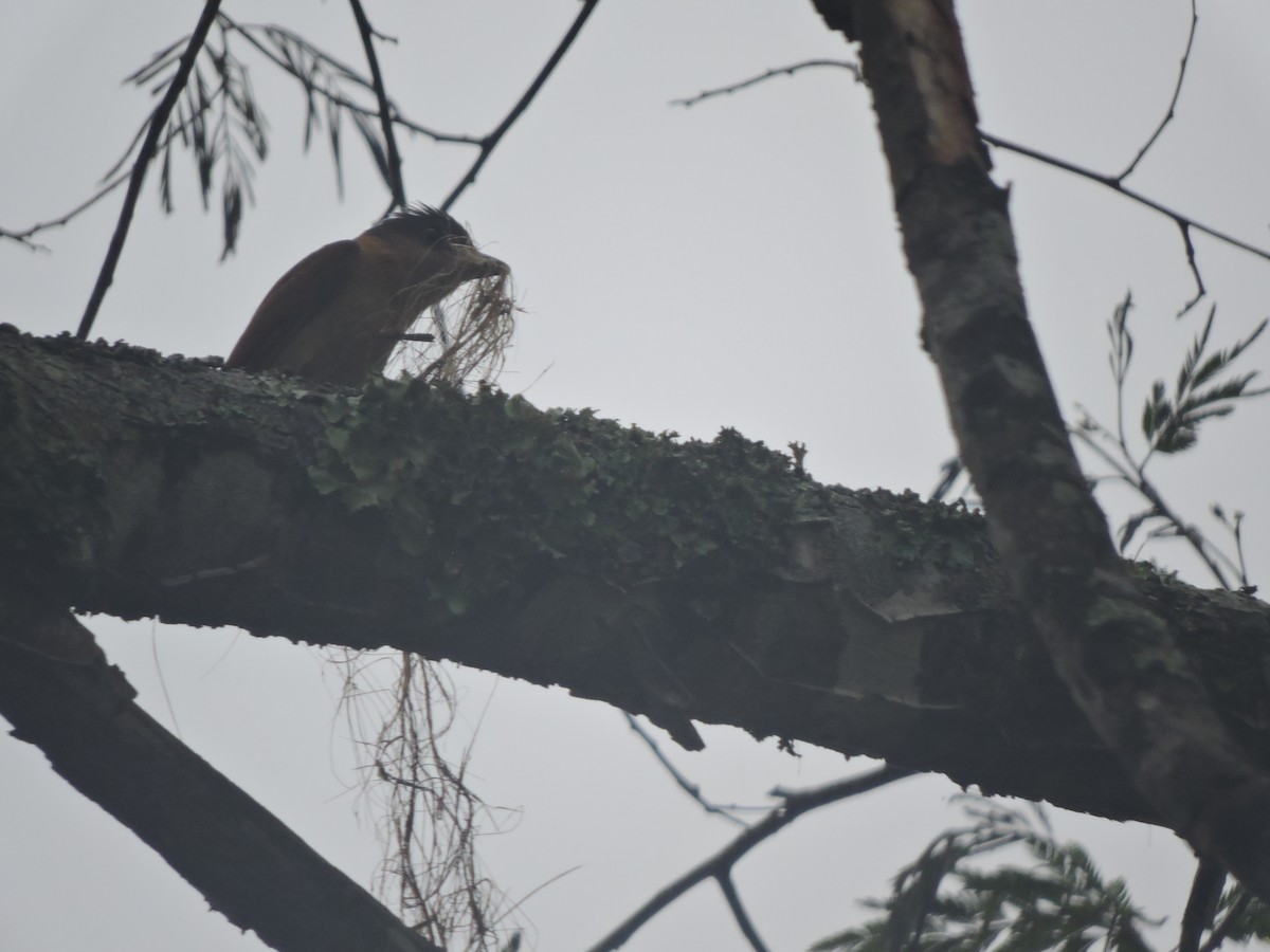 Crested Becard - ML644582836