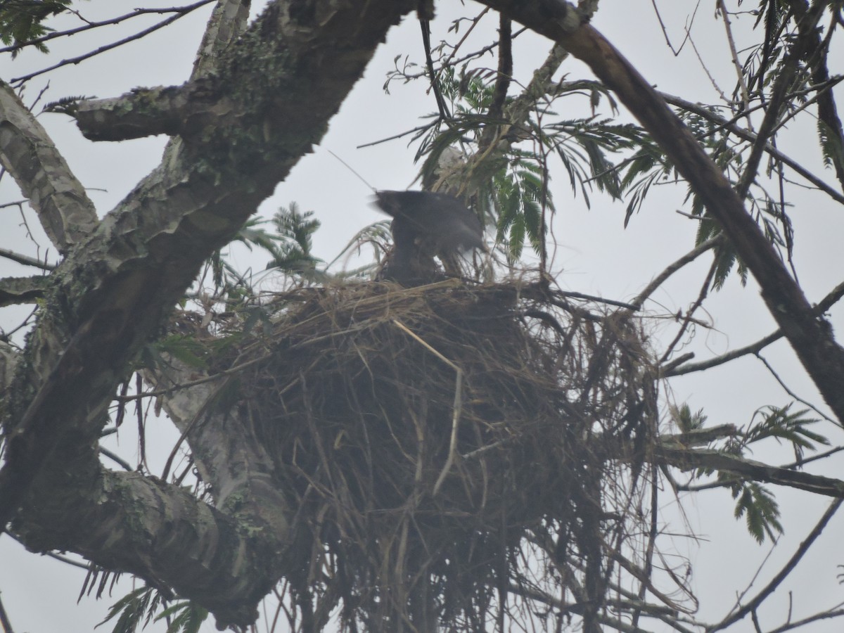 Crested Becard - ML644582837