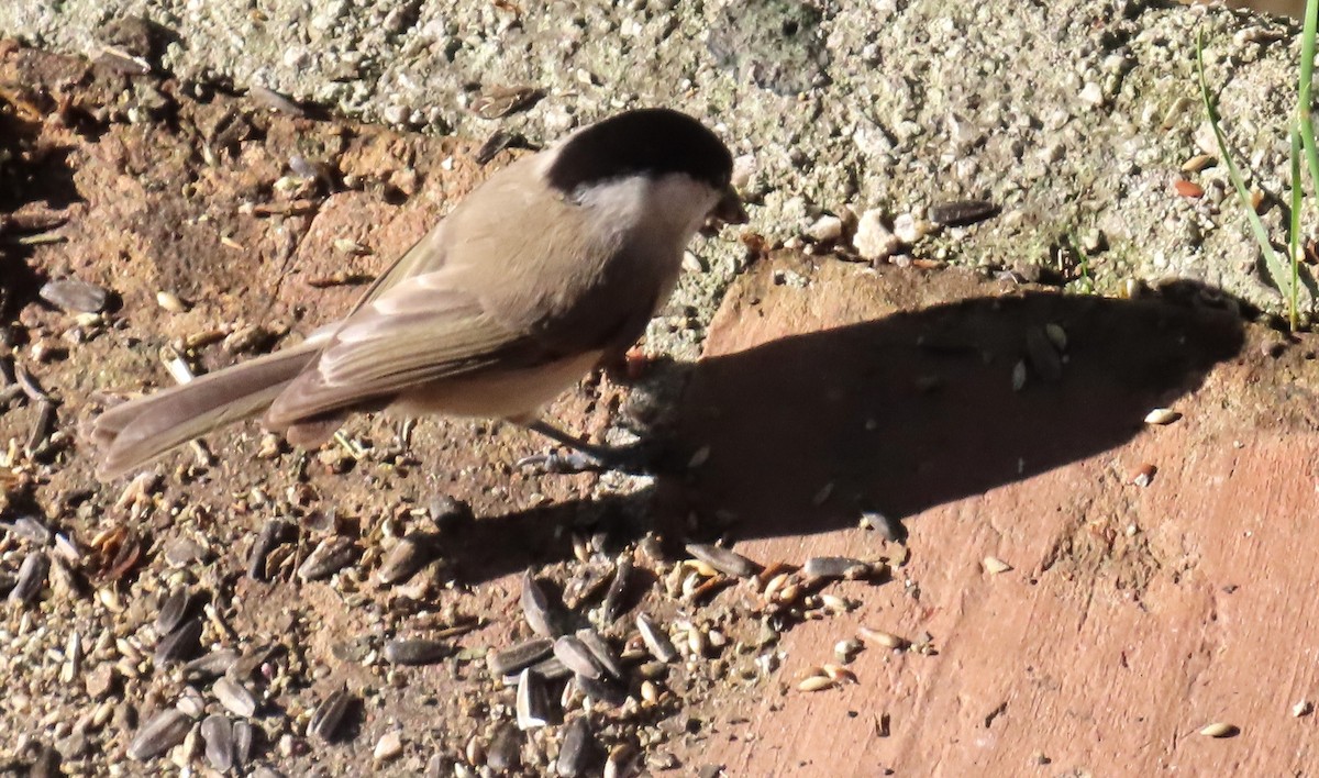 Marsh Tit - ML644582841