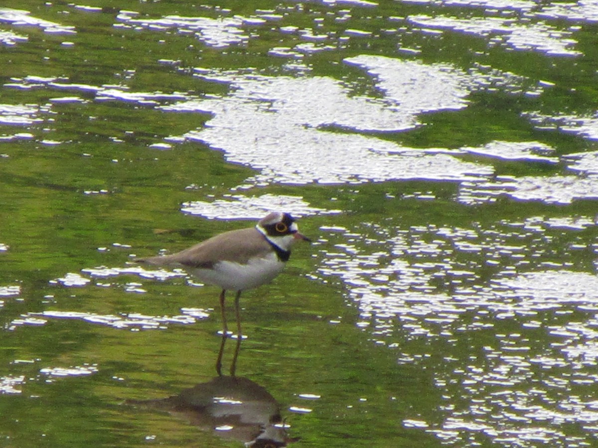 Нарийн хиазат - ML644582845