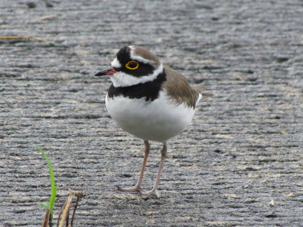 Нарийн хиазат - ML644582849