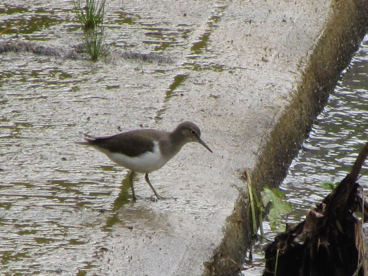 Хайргын хөгчүү - ML644582852