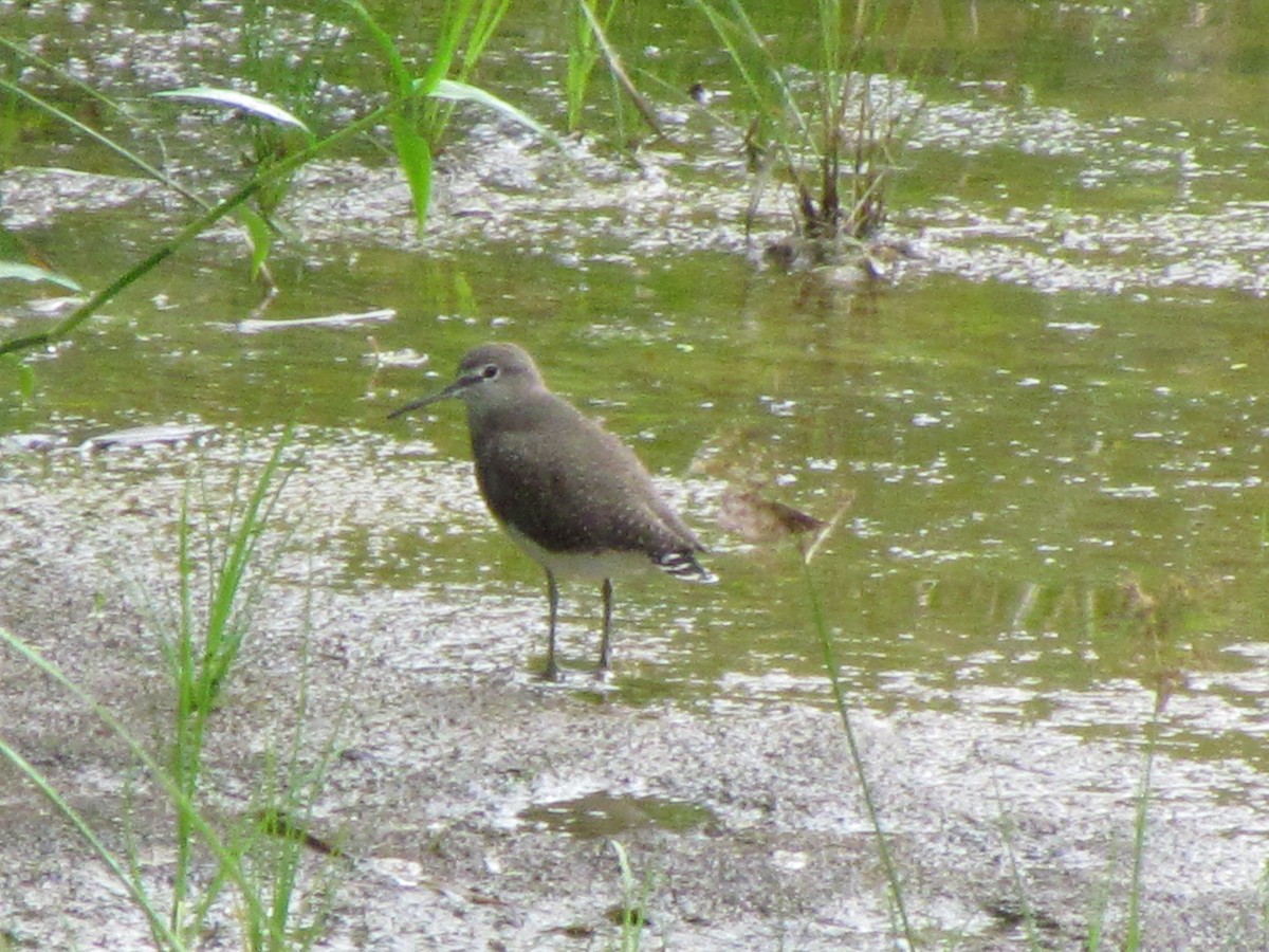 Цагаан сүүлт хөгчүү - ML644582855