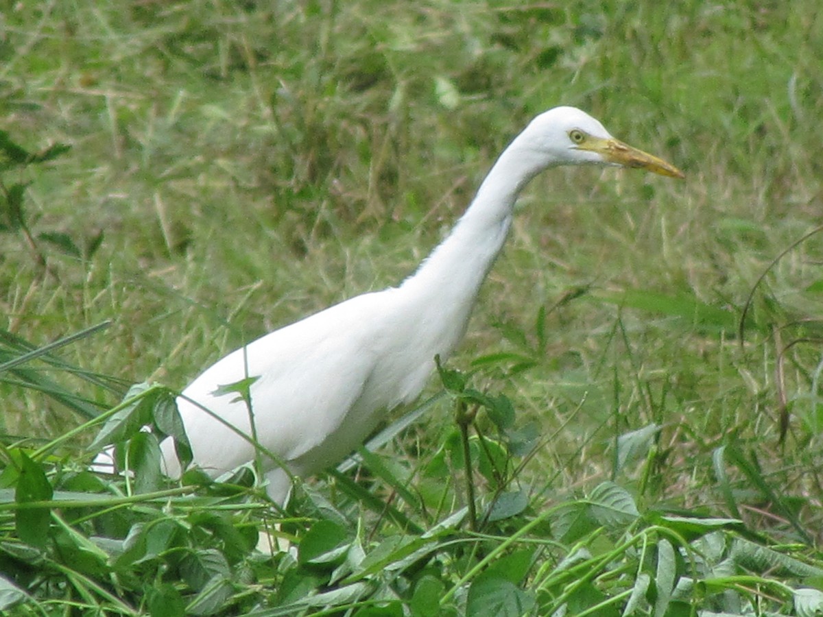Eastern Cattle-Egret - ML644582874