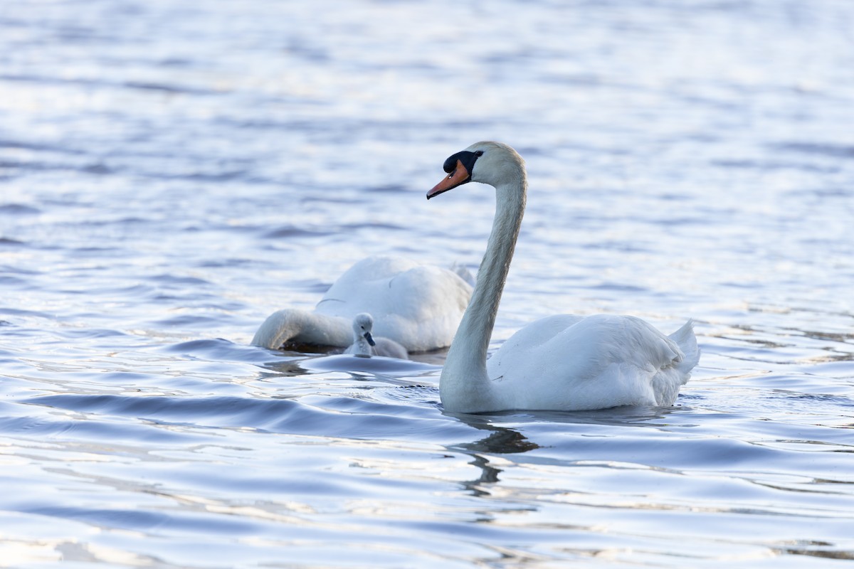 Mute Swan - ML644582875