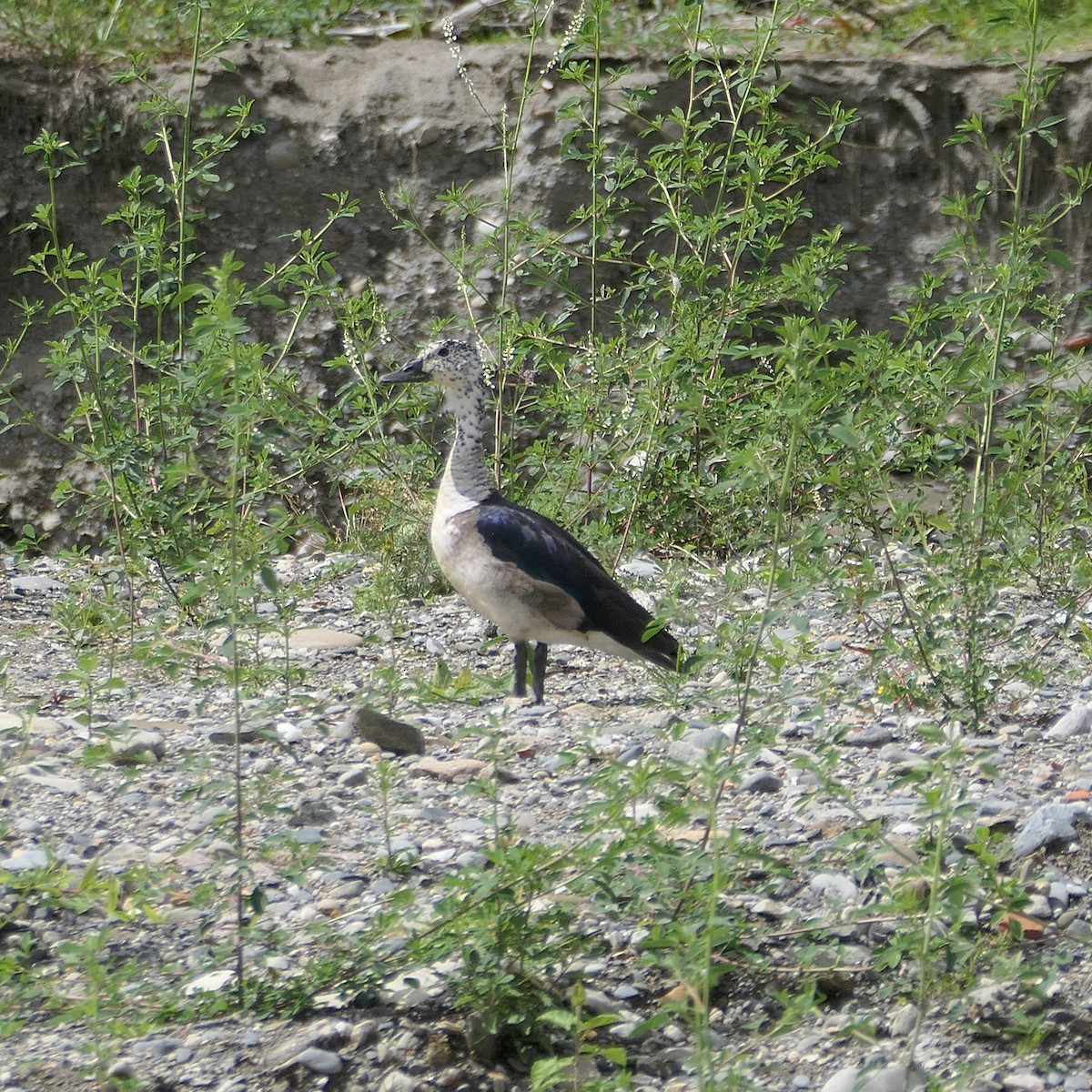 Comb Duck - ML644582888