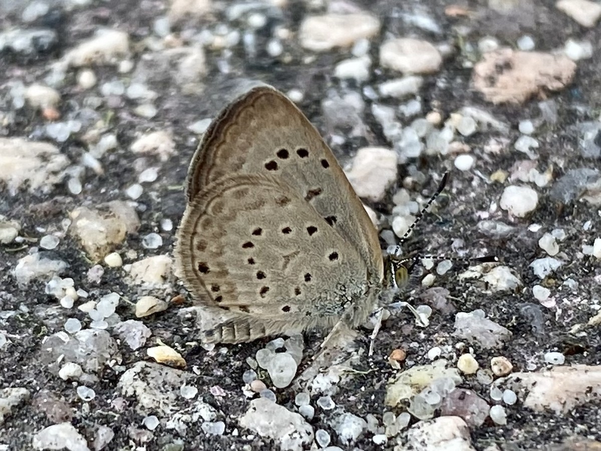 アフリカヤマトシジミ - ML644582889