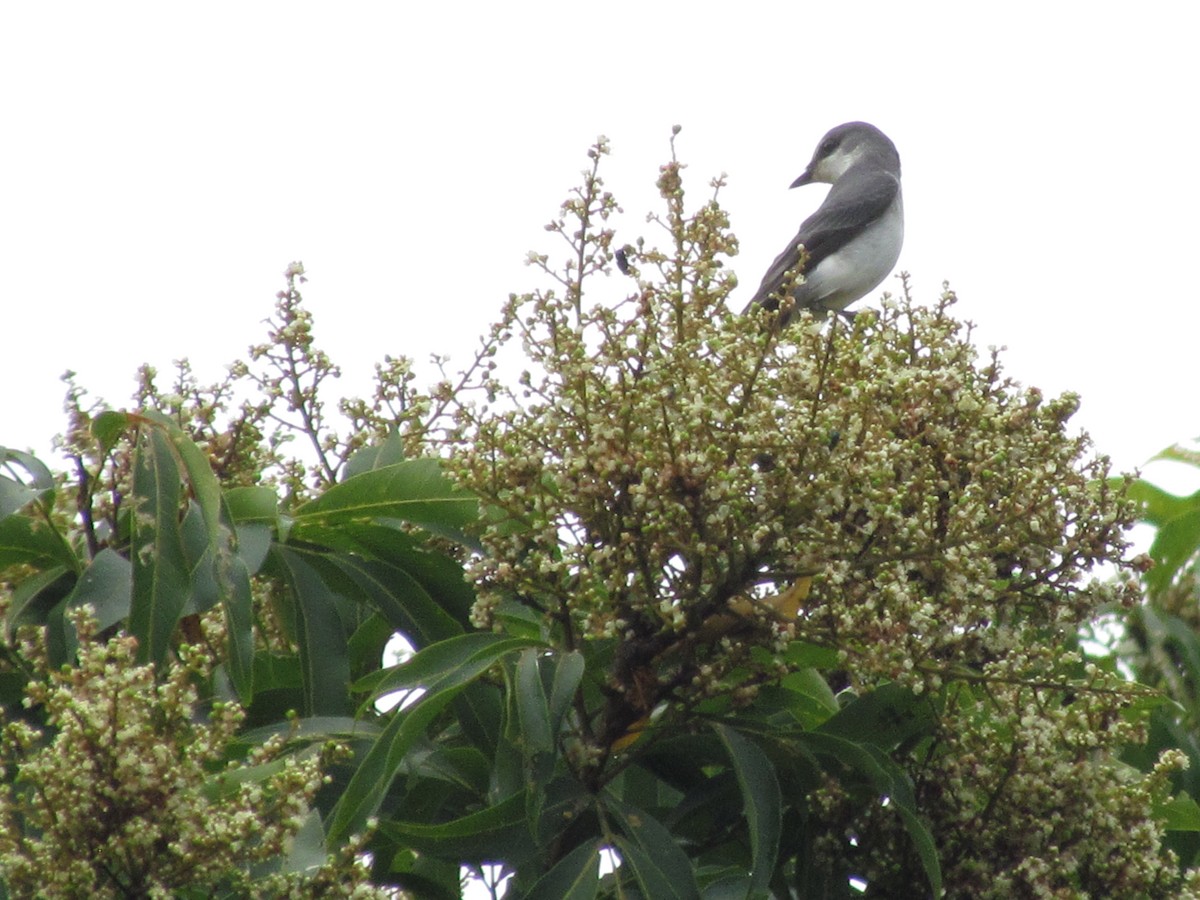 Саарал авгалдайч - ML644582891