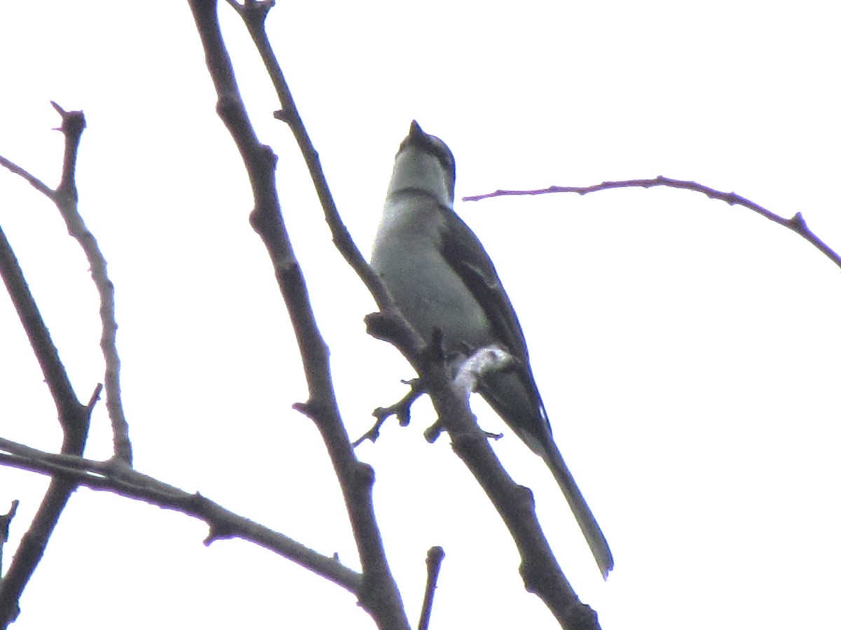 Саарал авгалдайч - ML644582892