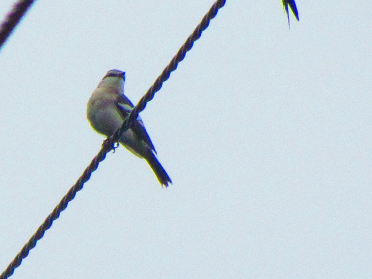 Pied Triller - ML644582896