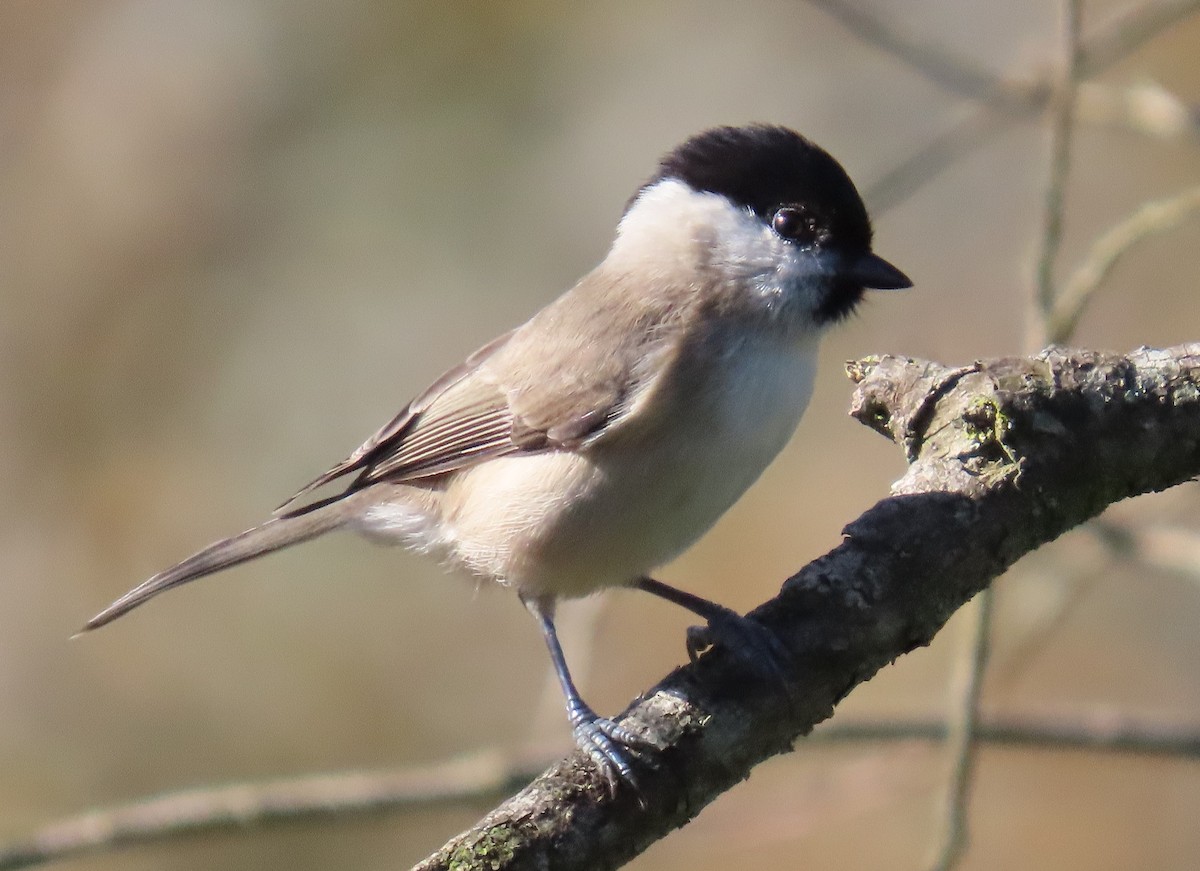 Marsh Tit - ML644582897
