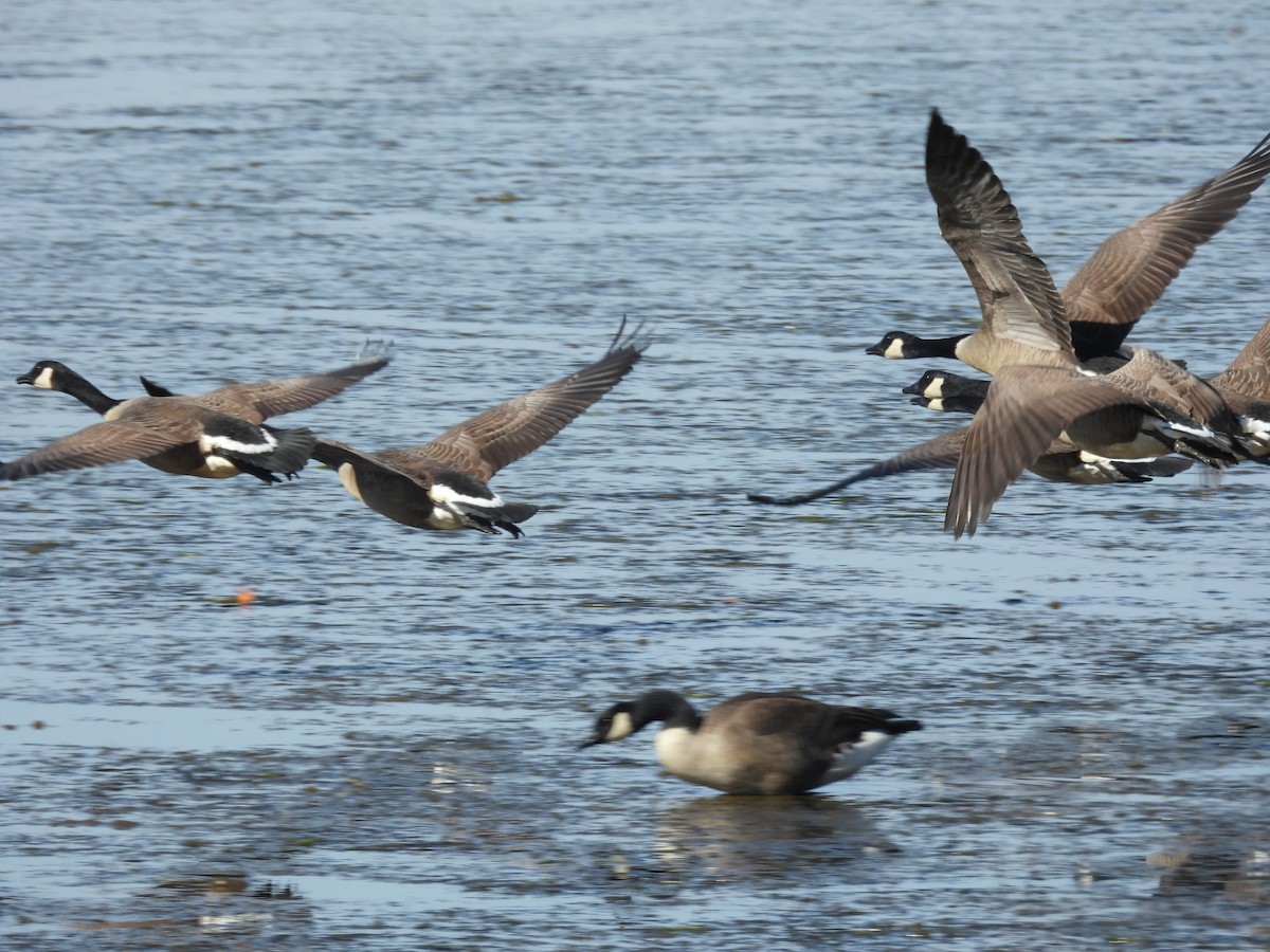 Canada Goose - ML644582898