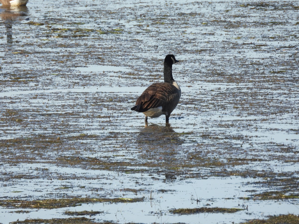 Canada Goose - ML644582899