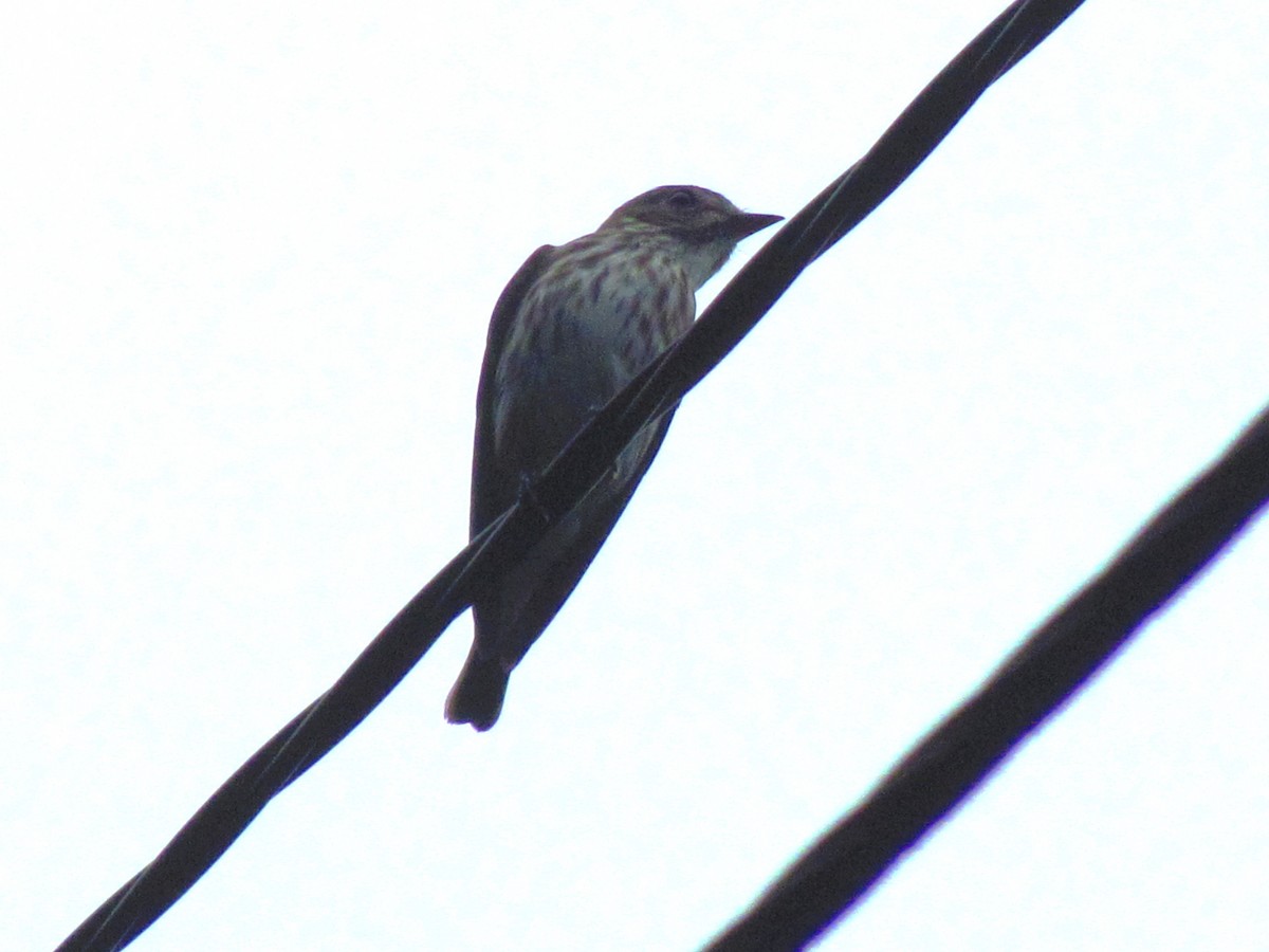 Сэвхэт намнаахай - ML644582900