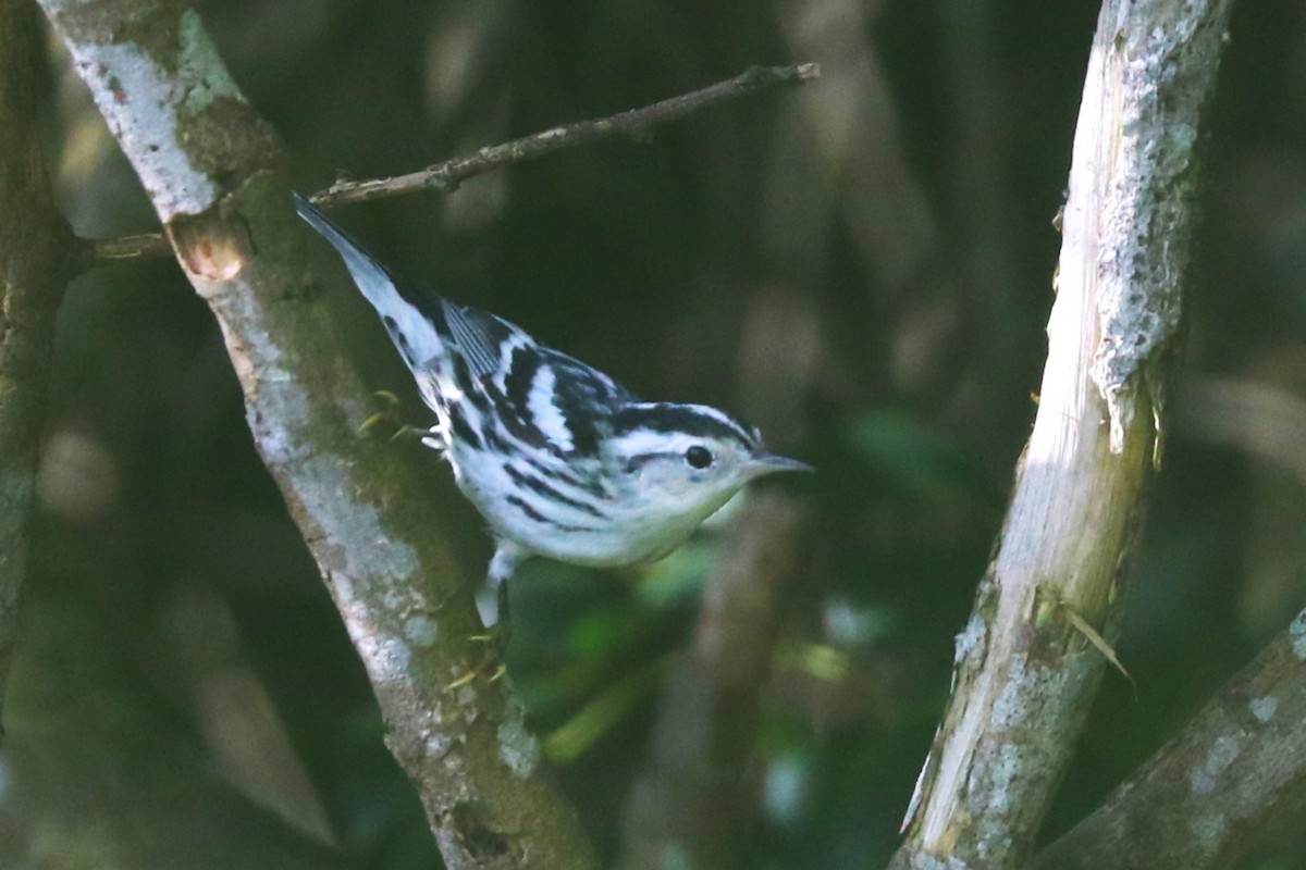 Black-and-white Warbler - ML644582901