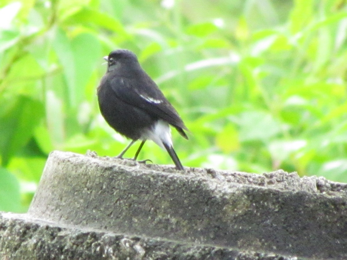 Pied Bushchat - ML644582917