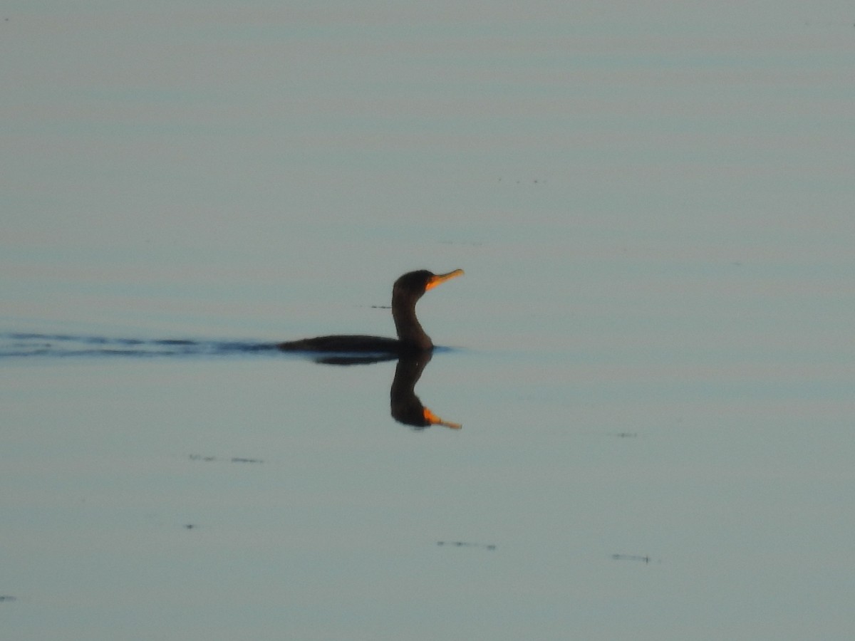 Double-crested Cormorant - ML644582918